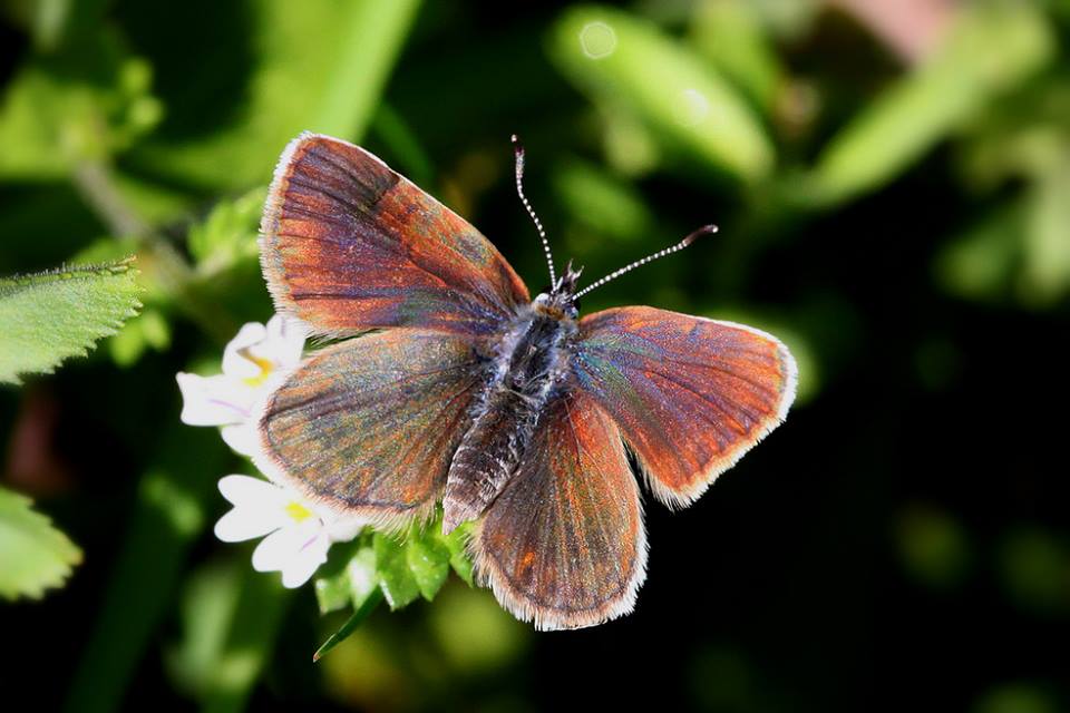 Plebejus argus female (aberrant, live) (Internet Image property of respective owner, non-commercial use only)